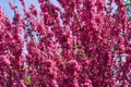 Redbud Tree Blooms Royalty Free Stock Photo