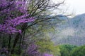 Redbud Tree blooms and new growth in the Smokies. Royalty Free Stock Photo