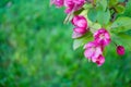 Redbud tree blossoms