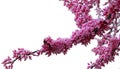 Redbud Tree Branches Royalty Free Stock Photo