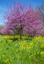 Redbud Tree Royalty Free Stock Photo