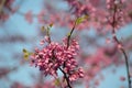 Redbud tree flower cluster closeup Cercis canadensis horizontal