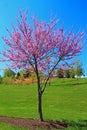 Redbud Tree