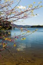 Redbud Tree, Lake and Montain