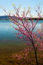 Redbud Tree, Lake and Mountains