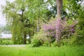 Redbud Tree in the park Royalty Free Stock Photo