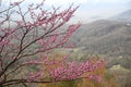 A Redbud Tree stretches it\'s limbs across the scene. Royalty Free Stock Photo