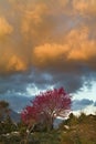 Redbud Tree and sunset Royalty Free Stock Photo