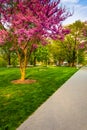 Redbud trees along a path at the Capitol Complex in Harrisburg,