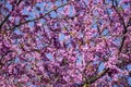 Redbud trees and beautiful pink flowers in April in Istanbul Royalty Free Stock Photo