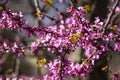 Redbud trees and beautiful pink flowers in April in Istanbul Royalty Free Stock Photo
