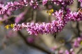 Redbud trees and beautiful pink flowers in April in Istanbul