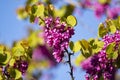 Redbud trees and beautiful pink flowers in April in Istanbul