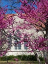 Redbud trees in bloom in front of beautiful arched leaded church windows