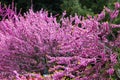 Redbud trees in bloom Royalty Free Stock Photo