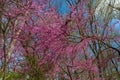 Redbud Trees in Bloom