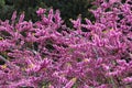 Redbud trees in bloom Royalty Free Stock Photo