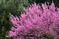 Redbud tree in bloom