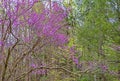 Redbud Trees blooming in the Smoky Mountains in spring. Royalty Free Stock Photo