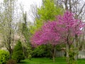 Redbud Trees in Spring