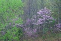 Redbuds in Bloom Cumberland Falls