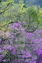Redbuds in bloom frame the roadsides in the Smokies.