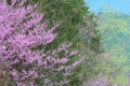 Redbuds blooming in the landscape of the Smokies. Royalty Free Stock Photo