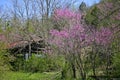 Redbuds & Shack Royalty Free Stock Photo