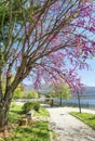 Redbuds trees flowers in easter spring season in ioannina city, greece