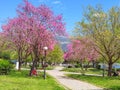 Redbuds trees flowers in easter spring season in ioannina city, greece