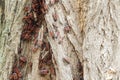 Redbugs on the tree skin Royalty Free Stock Photo