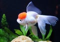 Redcap Goldfish