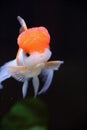 Redcap Goldfish Royalty Free Stock Photo