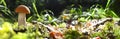 Redcap mushroom in a green forest with autumn sun.