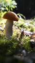 Redcap mushroom in a green forest with autumn sun.