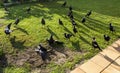 Redcliffe Australian Magpies at Sunrise