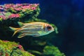 Redcoat Squirrelfish Royalty Free Stock Photo