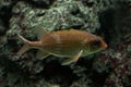 The Redcoat squirrelfish Sargocentron rubrum.