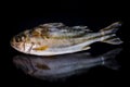 Redcoat squirrelfish Sargocentron rubrum.