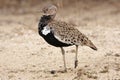 Redcrested korhaan