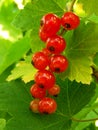 Redcurrant