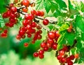 Redcurrant Royalty Free Stock Photo