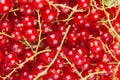 Redcurrant Royalty Free Stock Photo