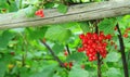 Redcurrant Royalty Free Stock Photo