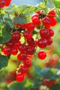 Redcurrant Royalty Free Stock Photo