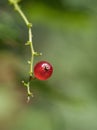 Redcurrant berries on a branch. Ripe harvest