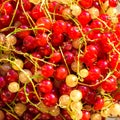 Redcurrant berries close up texture background. Red currant berries. Fresh red summer berries. Royalty Free Stock Photo