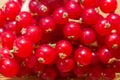 Redcurrant berries close up texture background. Red currant berries. Fresh red summer berries. Ripe red currants top view Royalty Free Stock Photo