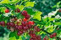 Redcurrant berries closeup colorful photo Royalty Free Stock Photo