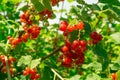 Redcurrant berries in the garden. Macro shot. Bright summer background Royalty Free Stock Photo